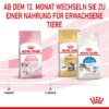 252297_252596_252598_252298_royalcanin_kitten_hs_11_0 Royal Canin Kitten 4 Kg Katzenfutter